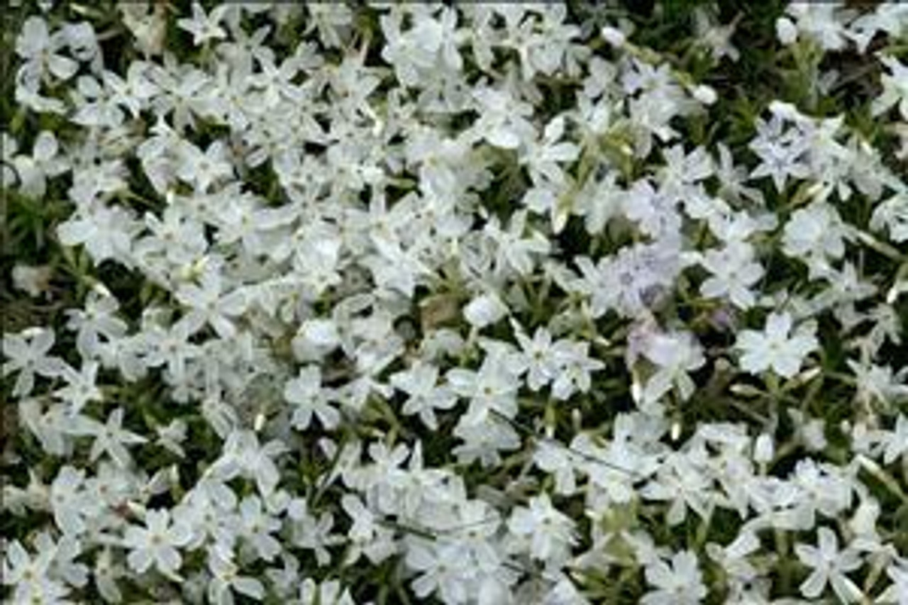 Phlox subulata White Delight 25 BR Plants