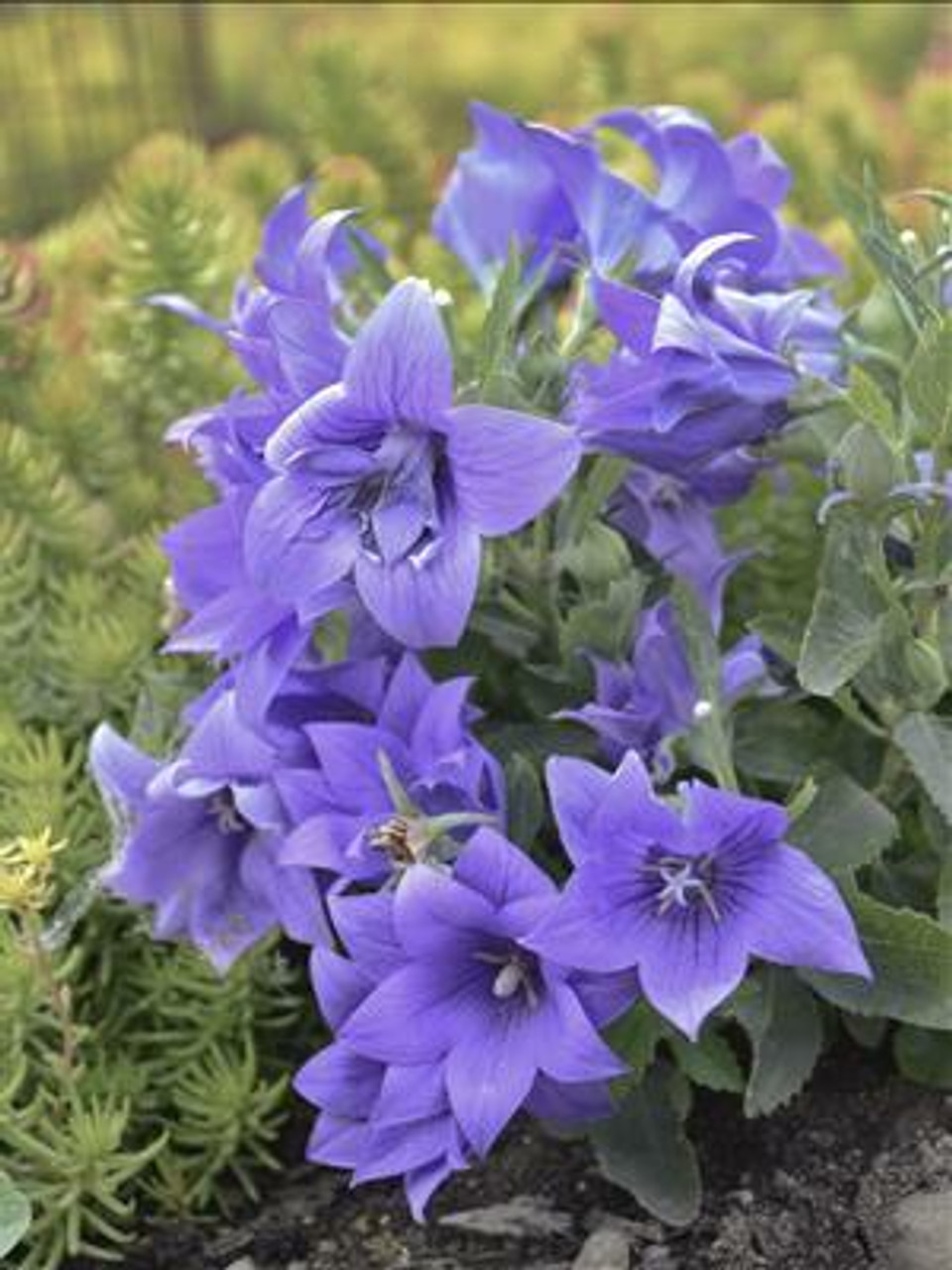 Platycodon grandiflorus Double Blue 25 BR Plants