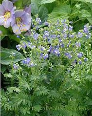 Polemonium boreale Heavanly Habit 30ct Flats
