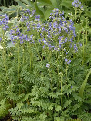 Polemonium boreale Heavanly Habit 30ct Flats