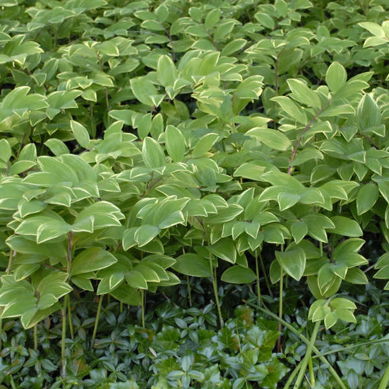Polygonatum odoratum Variegatum 25 BR Plants