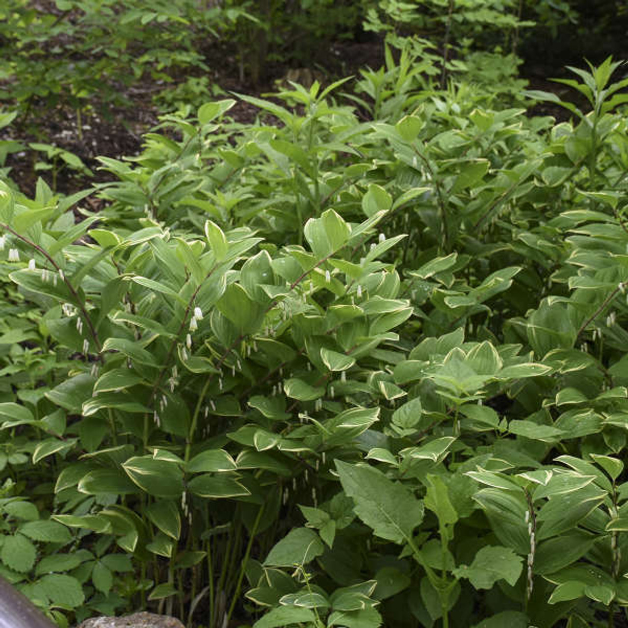 Polygonatum odoratum Variegatum 25 BR Plants