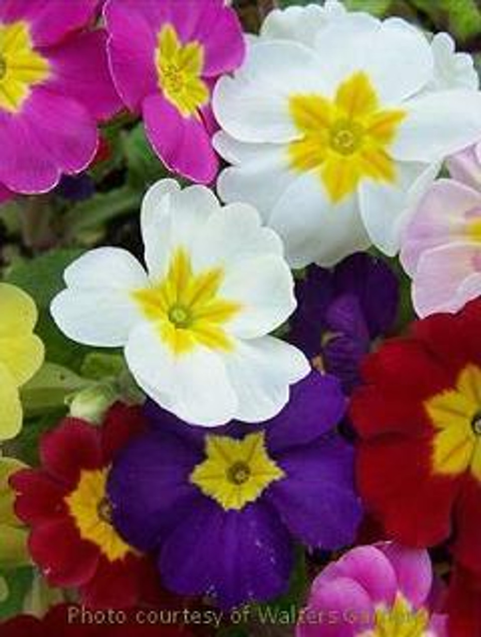 Primula Pacific Hybrids 30ct Flat