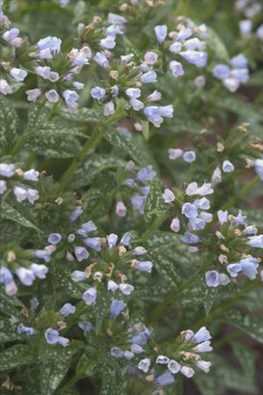 Pulmonaria longifolia Roy Davidson 30ct Flat