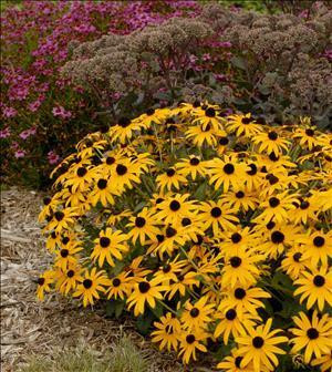 Rudbeckia fulgida City Garden 30ct Flat