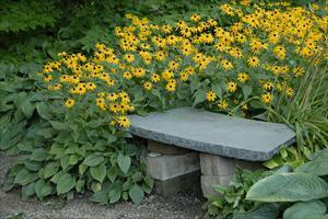 Rudbeckia fulgida Goldsturm 25 BR Plants