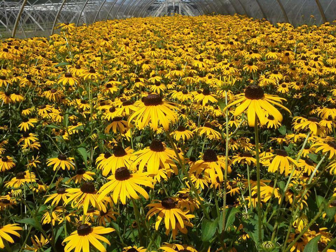 Rudbeckia fulgida Goldsturm 25 BR Plants