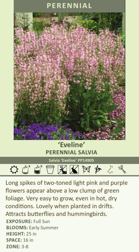 Salvia Eveline PP14905 25 BR Plants