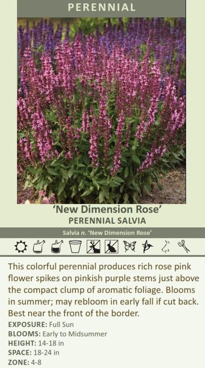 Salvia n New Dimension Rose 30ct Flat