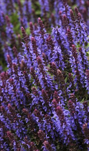 Salvia n Sensation Sky Blue PPAF 25 BR Plants