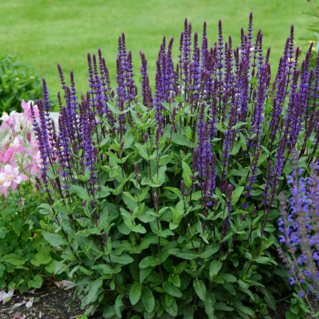 Salvia nemorosa 'Caradonna' (25) BR Plants