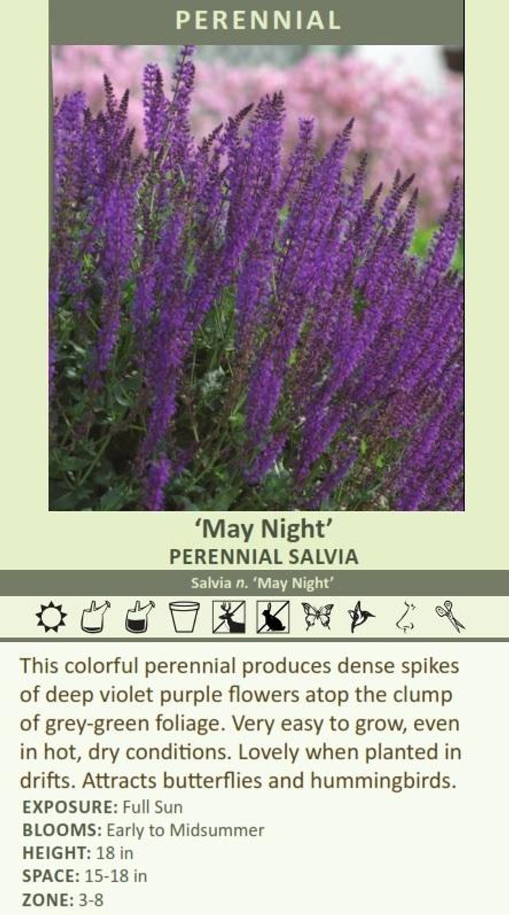 Salvia nemorosa May Night 25 BR Plants