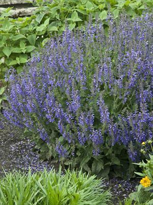 Salvia Rhapsody in Blue PP15148 25 BR Plants