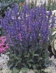 Salvia Rhapsody in Blue PP15148 25 BR Plants