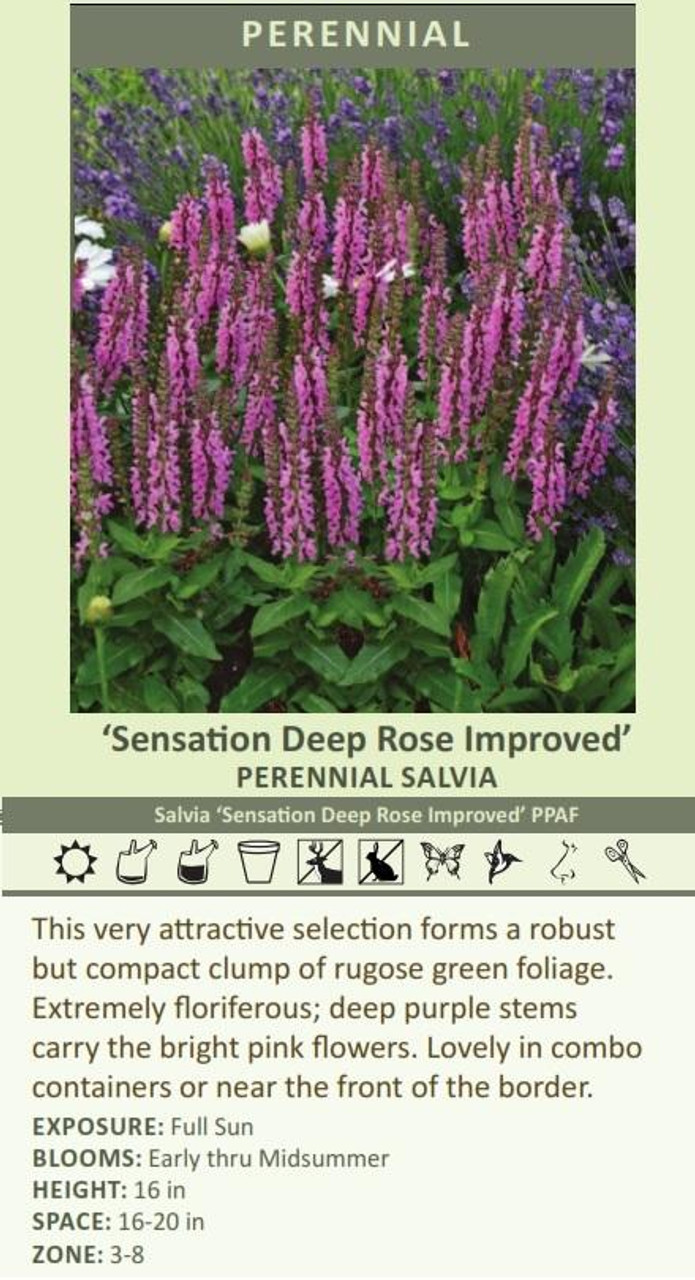 Salvia Sensation Deep Rose Improved PPAF 25 BR Plants