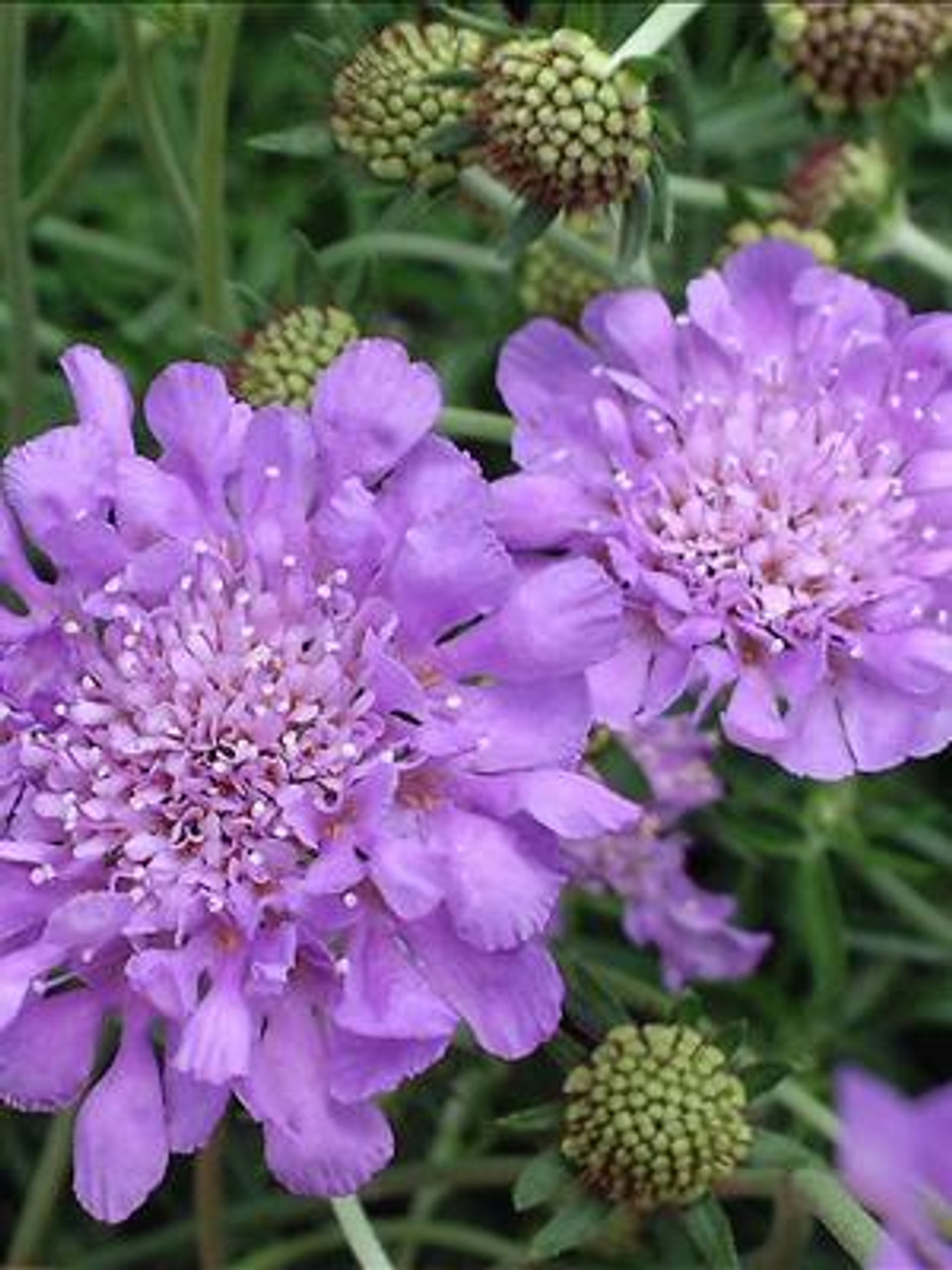 Scabiosa columbaria Butterfly Blue 30ct Flat