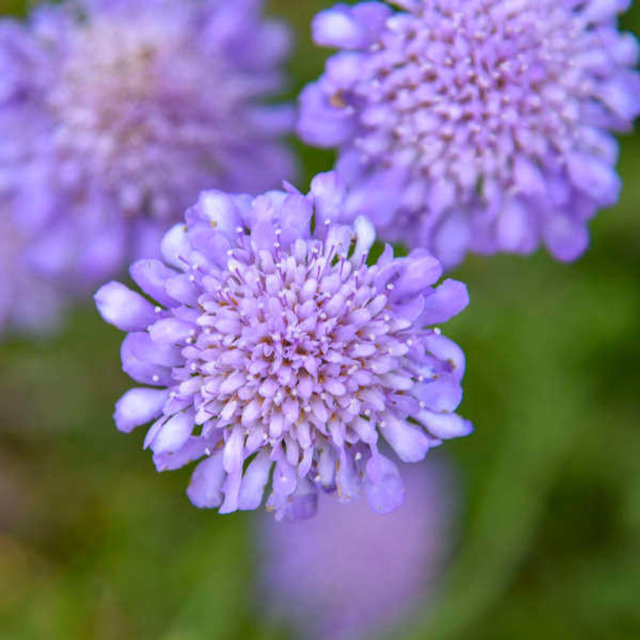 Scabiosa columbaria 'Butterfly Blue' (30)ct Flat