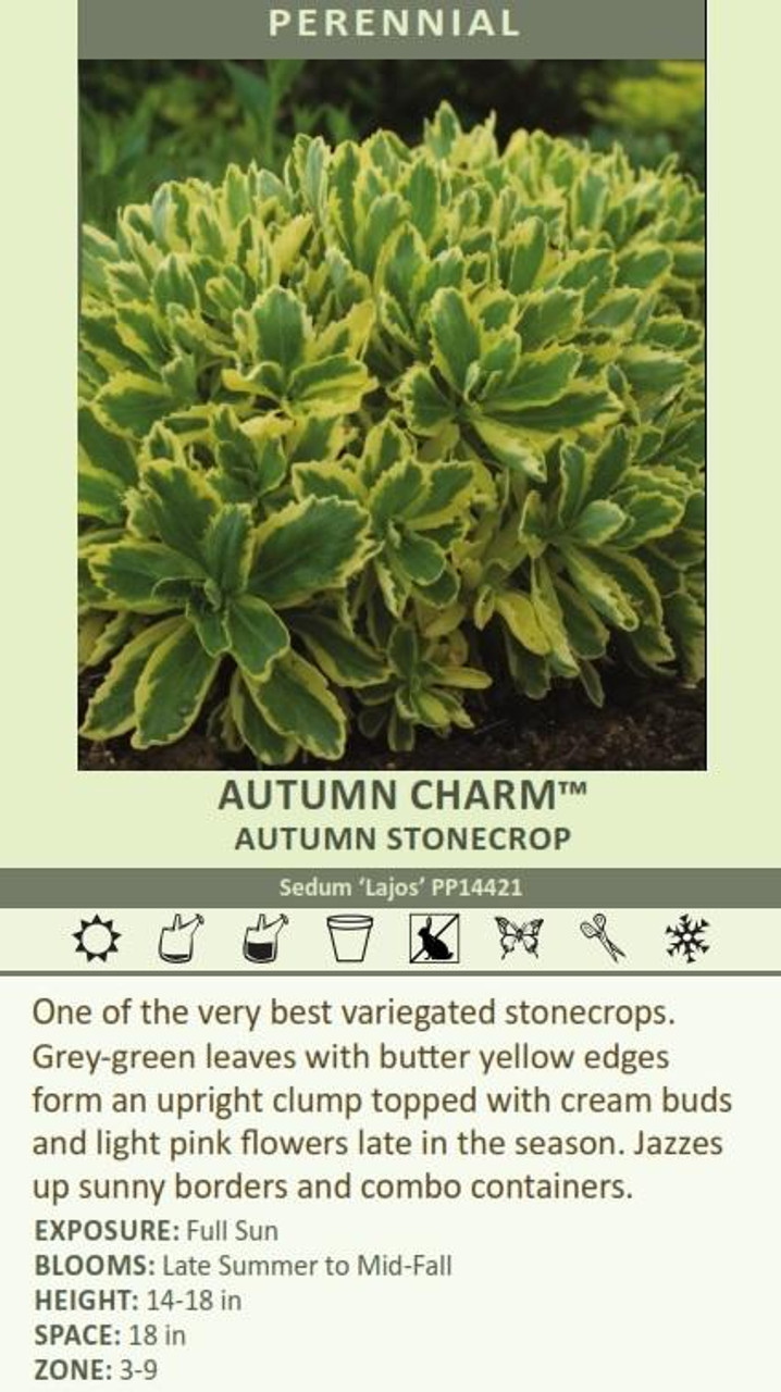 Sedum AUTUMN CHARM Lajos PP14421 25 BR Plants