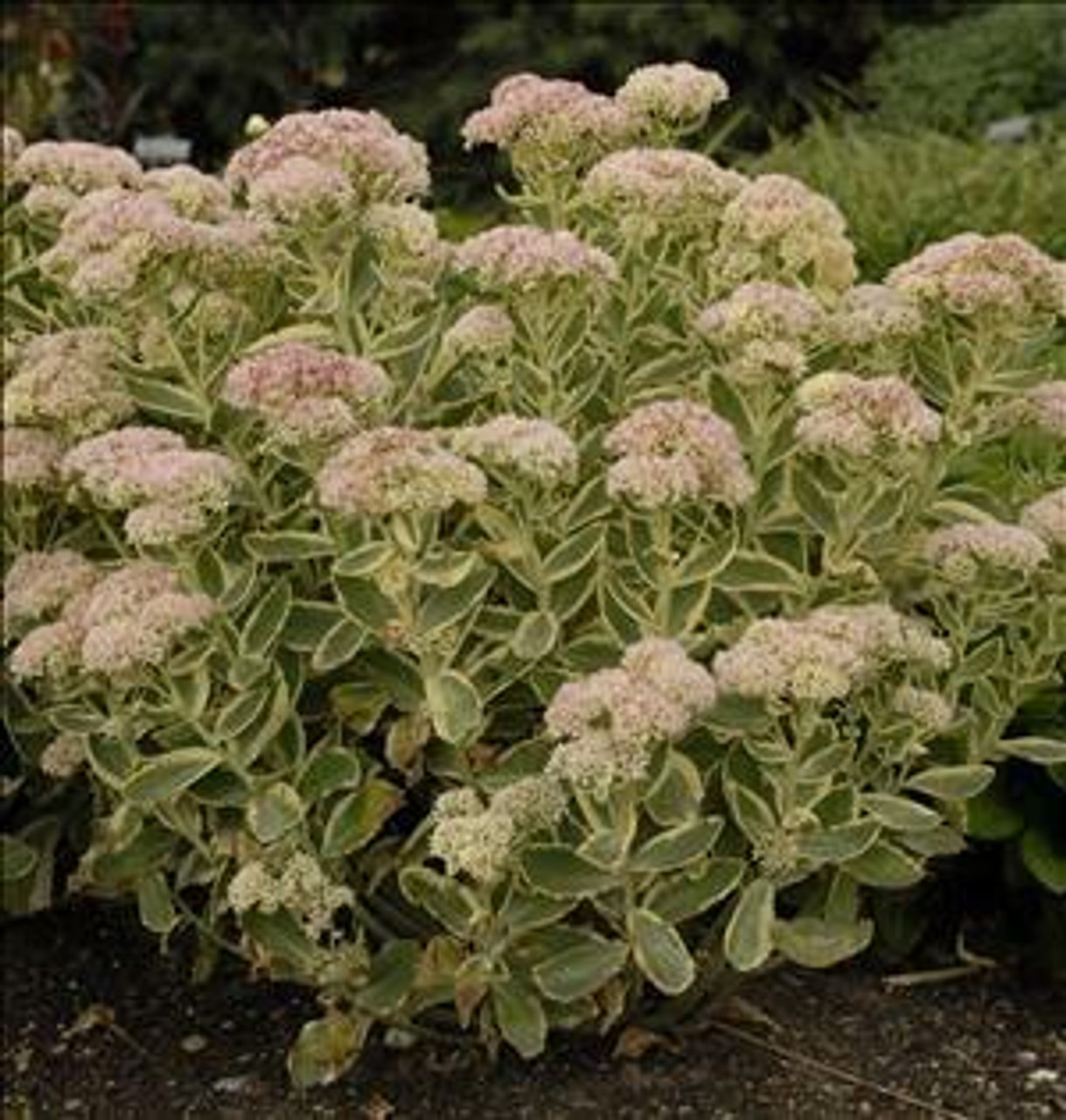 Sedum AUTUMN CHARM Lajos PP14421 25 BR Plants