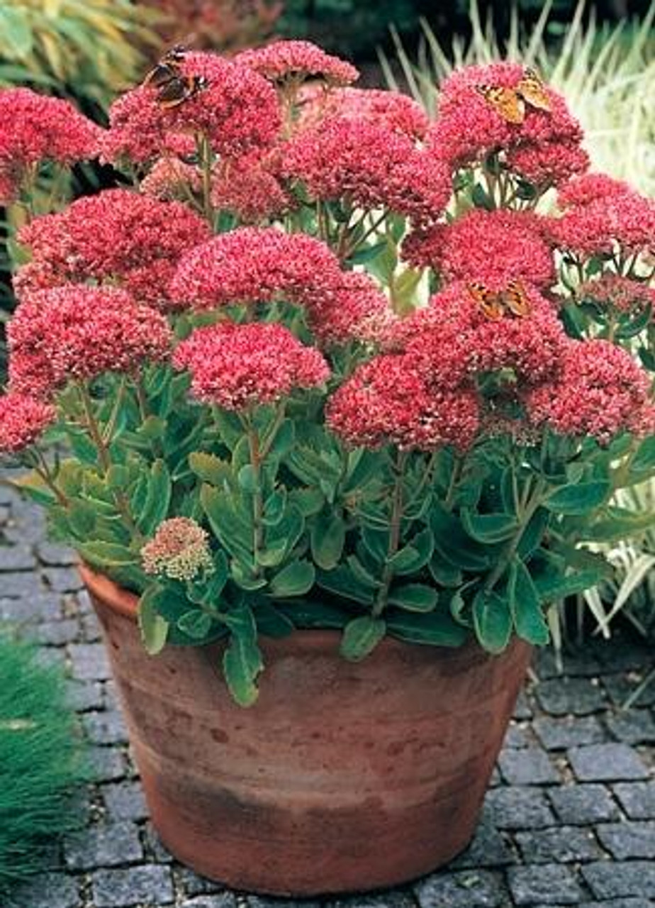 Sedum Autumn Joy Herbstfreude 25 BR Plants