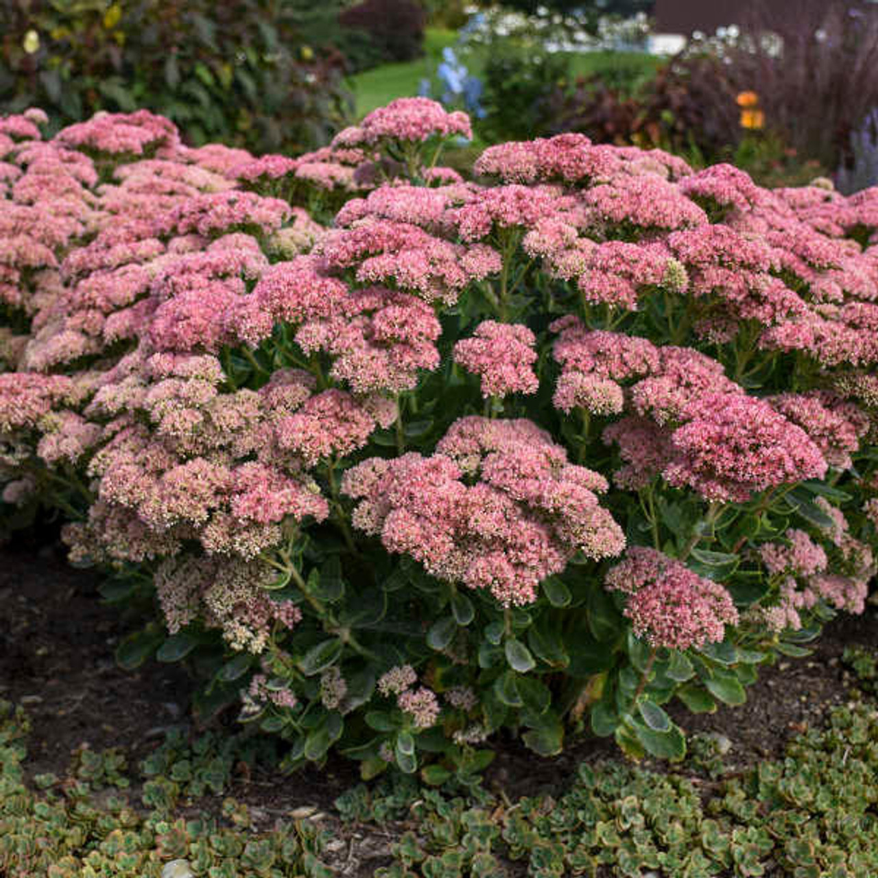 Sedum 'Autumn Joy' ('Herbstfreude') (25) BR Plants