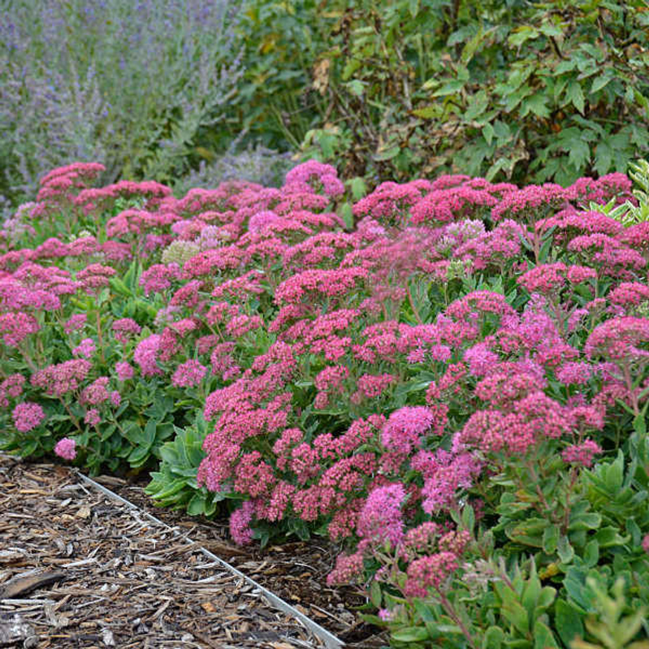 Sedum 'Carl' (25) BR Plants