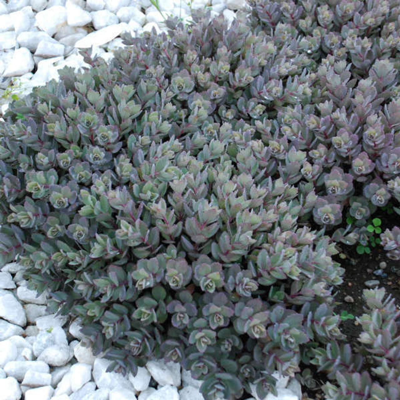 Sedum Dazzleberry PP22457 25 BR Plants