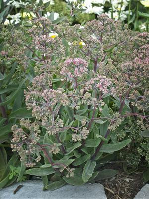 Sedum GARNET BROCADE TM Garbro PP16350 25 BR Plants