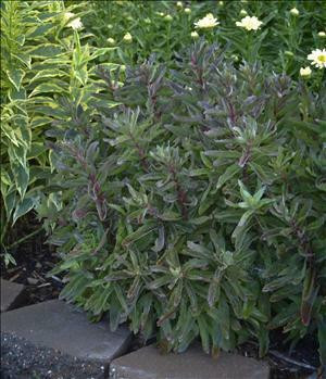 Sedum GARNET BROCADE TM Garbro PP16350 25 BR Plants