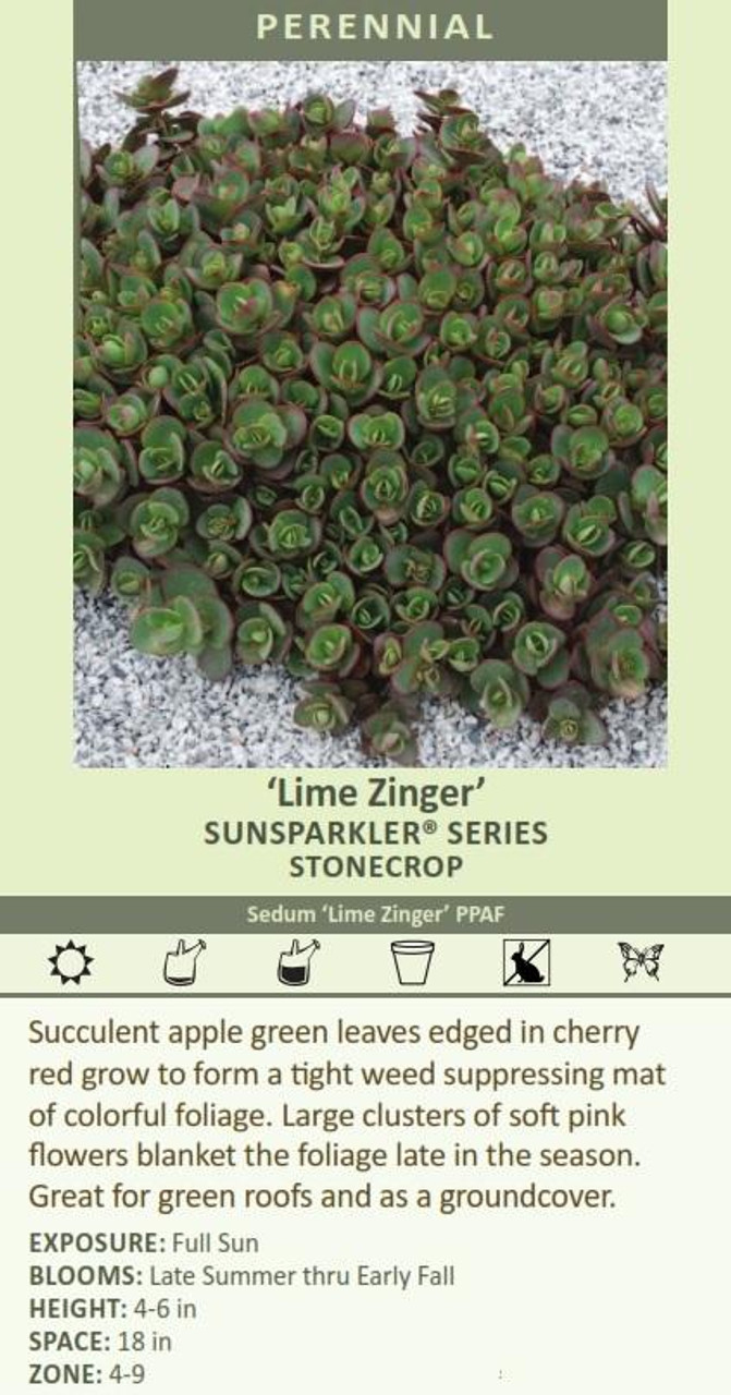 Sedum Lime Zinger PPAF 25 BR Plants