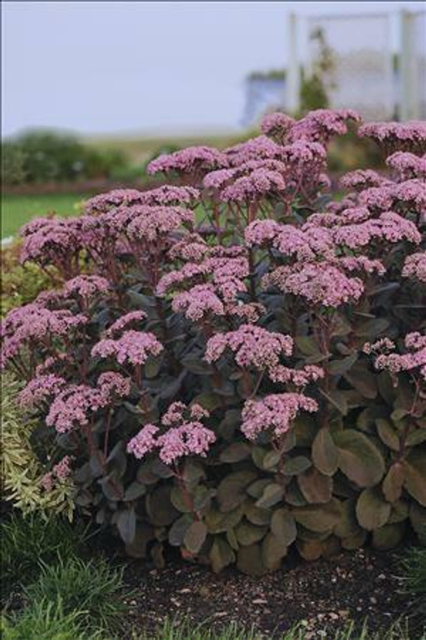 Sedum Maestro PP20094 25 BR Plants