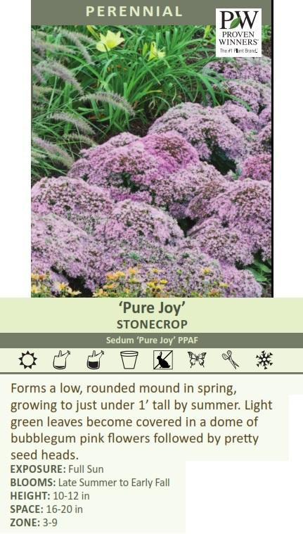 Sedum 'Pure Joy' shipped from Grower to your door