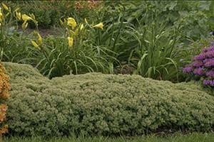 Sedum 'Pure Joy' shipped from Grower to your door