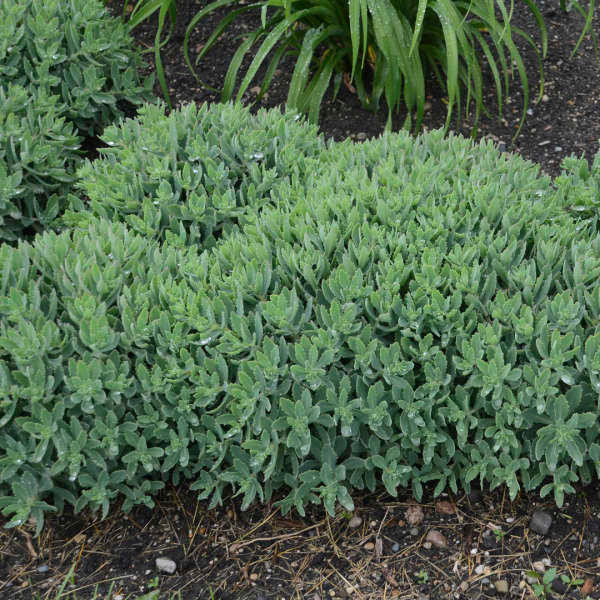 Sedum 'Pure Joy' shipped from Grower to your door
