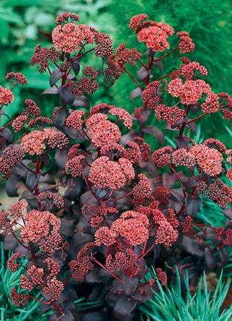 Sedum Purple Emperor 25 BR Plants