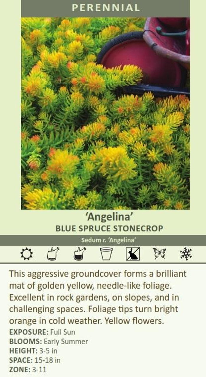 Sedum rupestre Angelina 25 BR Plants