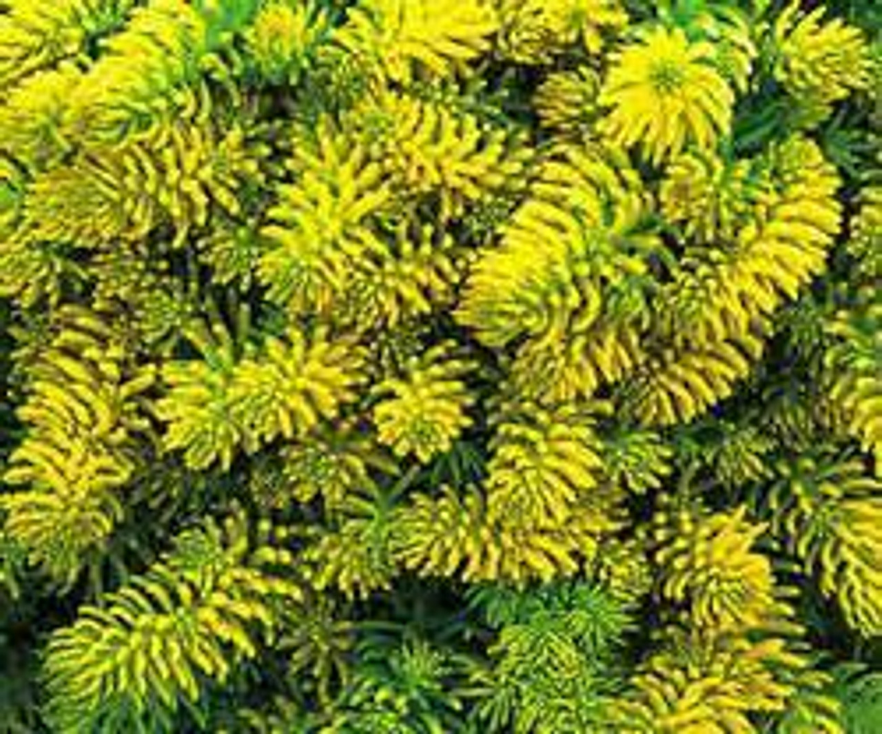 Sedum rupestre Angelina 25 BR Plants