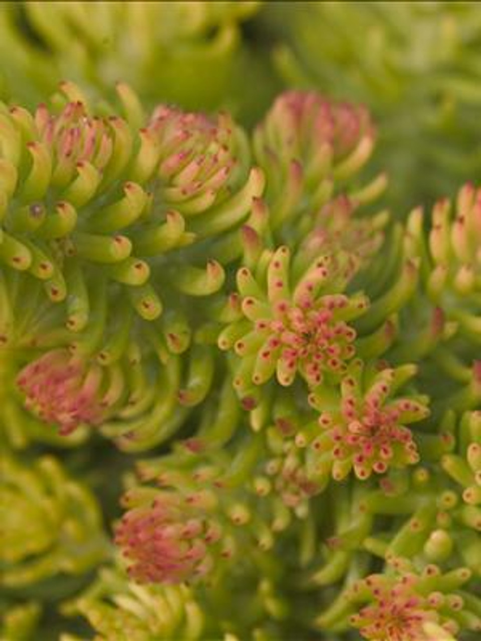 Sedum rupestre Angelina 25 BR Plants