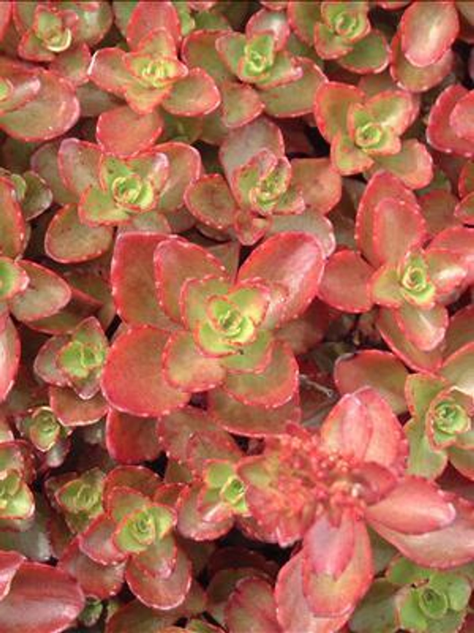 Sedum spurium Fulda Glow 25 BR Plants