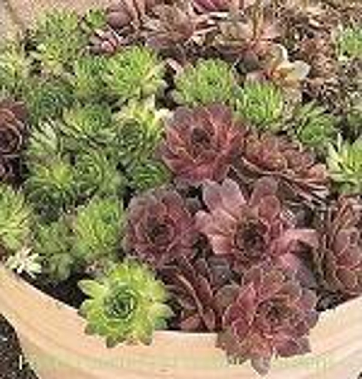 Sempervivum 25 BR Plants Assorted