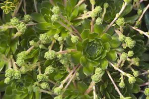 Sempervivum Braunii 25 BR Plants
