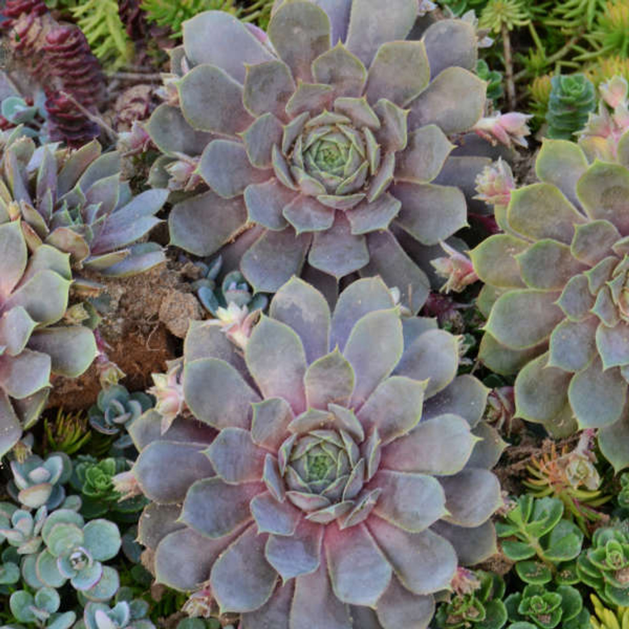 Sempervivum Pacific Blue Ice 25 BR Plants