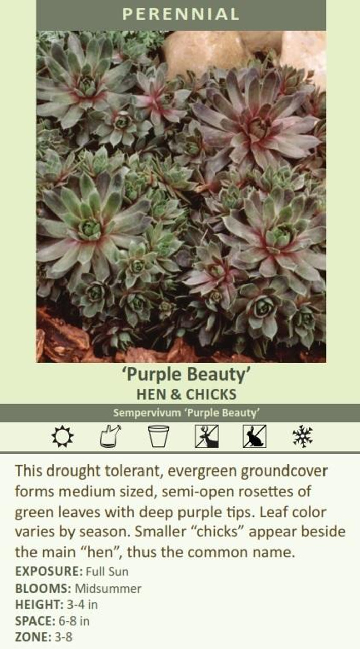 Sempervivum Purple Beauty 25 BR Plants