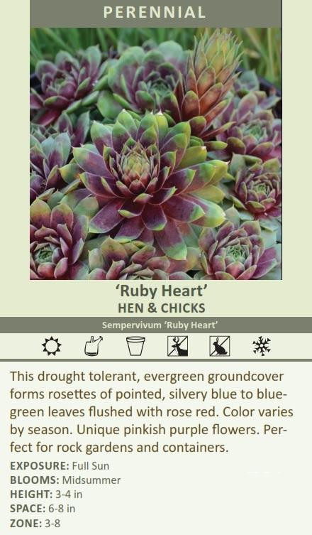 Sempervivum 'Ruby Heart' shipped from Grower to your door