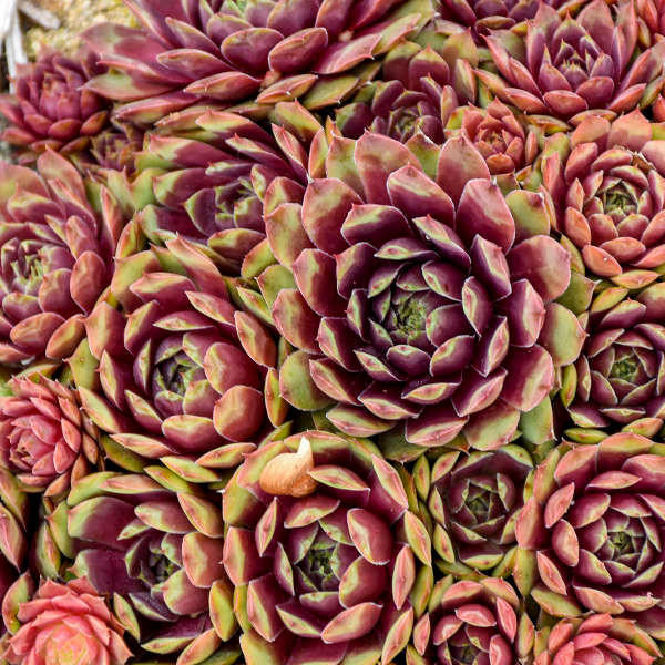 Sempervivum 'Ruby Heart' shipped from Grower to your door