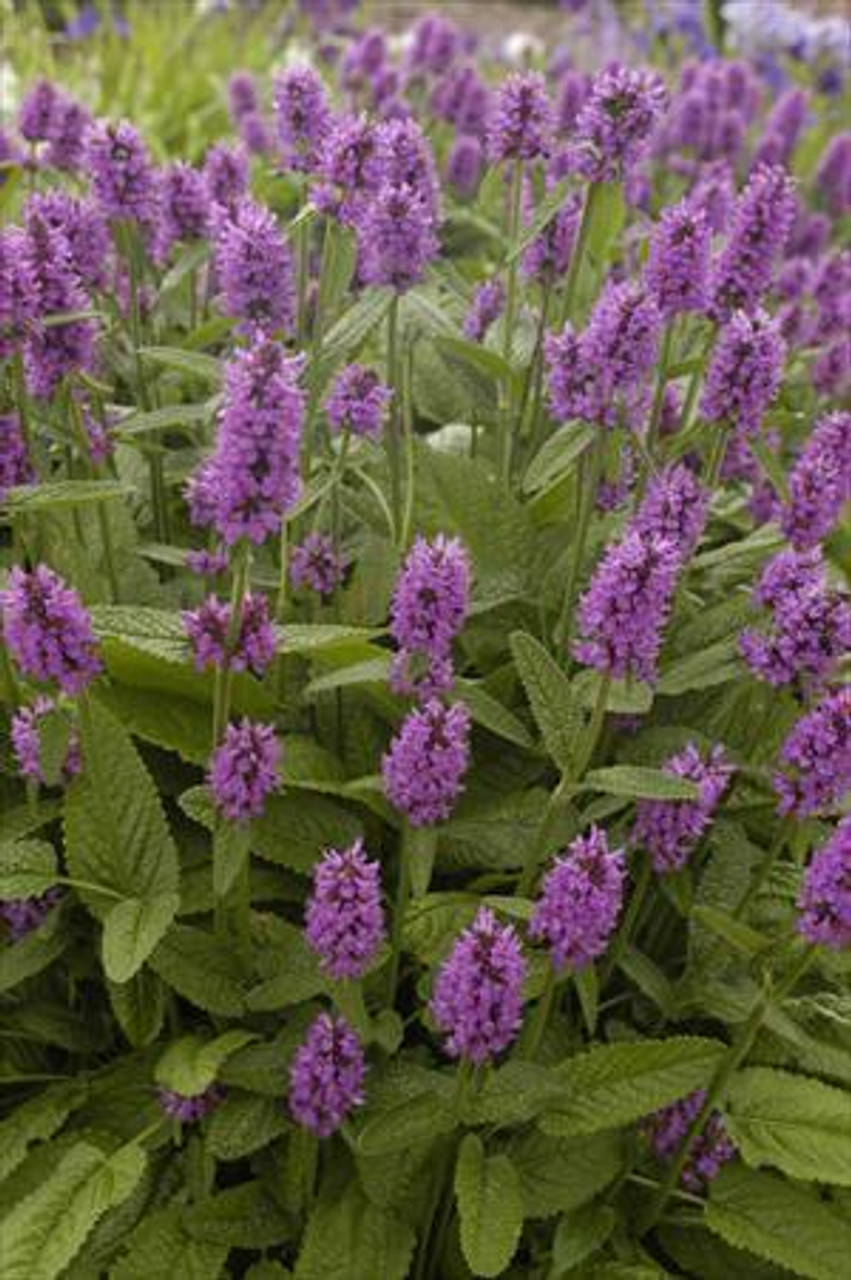 Stachys monieri Hummelo 20ct Flat