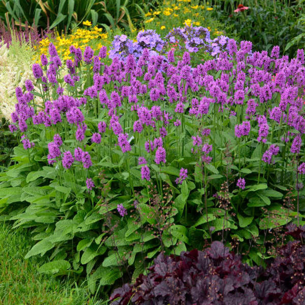 Stachys monieri 'Hummelo' (30)ct Flat