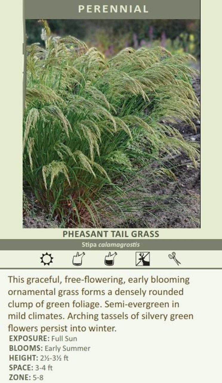 Stipa calamagrostis 30ct Flat