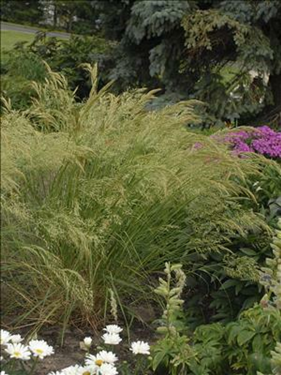 Stipa calamagrostis 30ct Flat