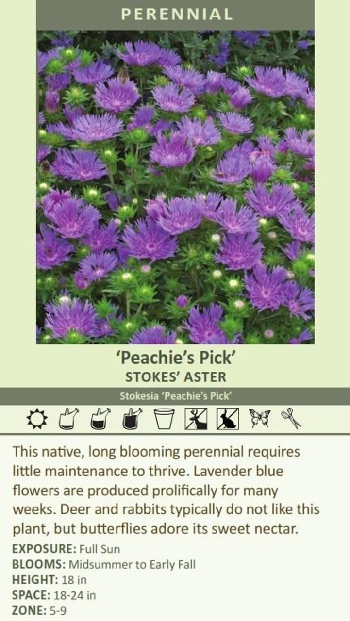 Stokesia Peachies Pick 30ct Flat